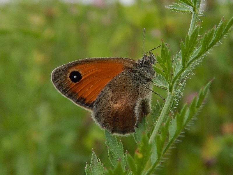 Coenonympha pamphilus 